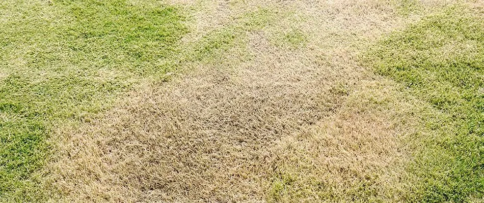 dying-lawn-cut-short